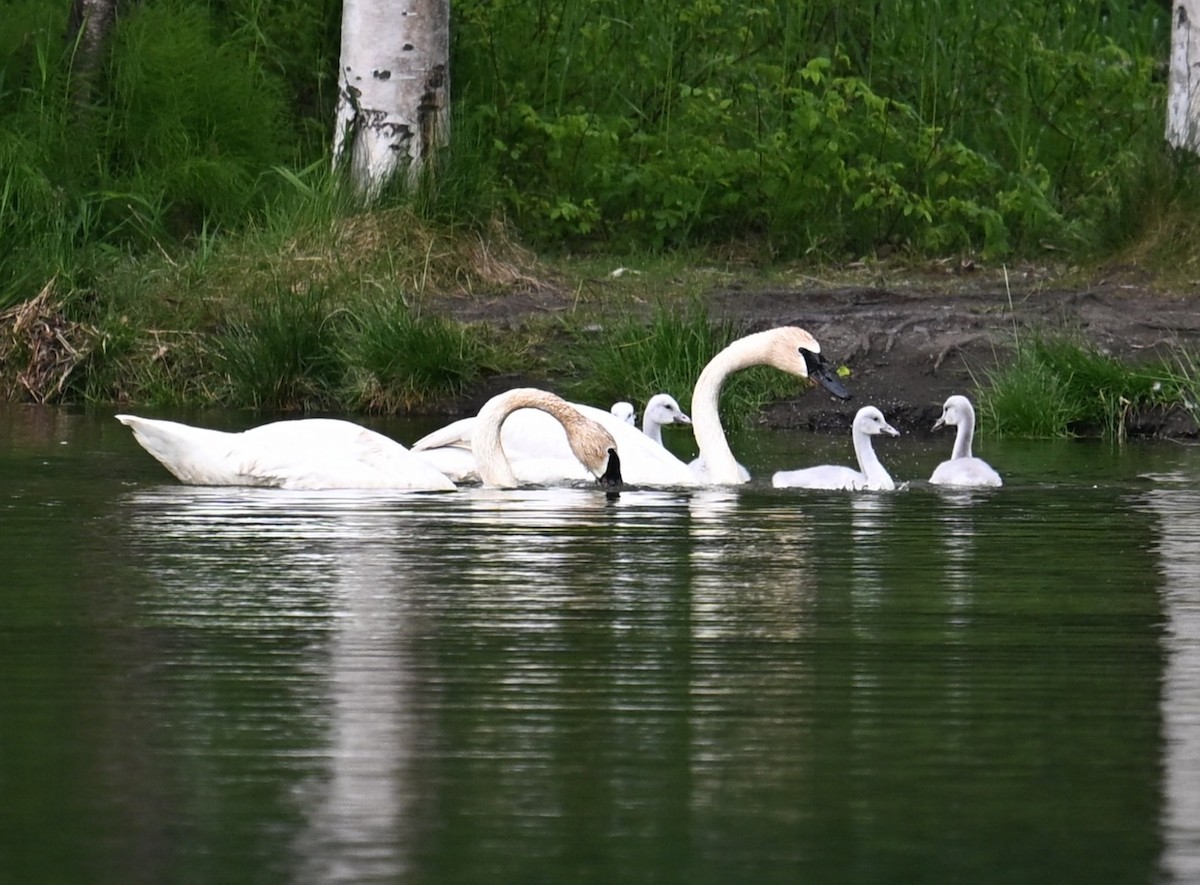 Cygne trompette - ML638542870