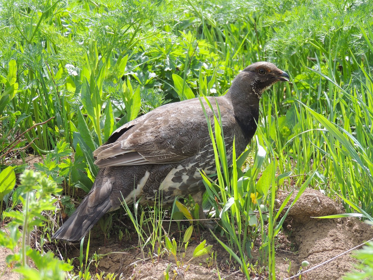 Dusky Grouse - ML638542885