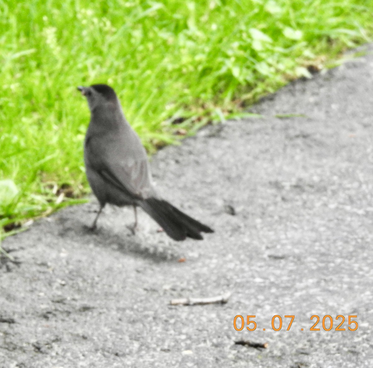 kattespottefugl - ML638542894