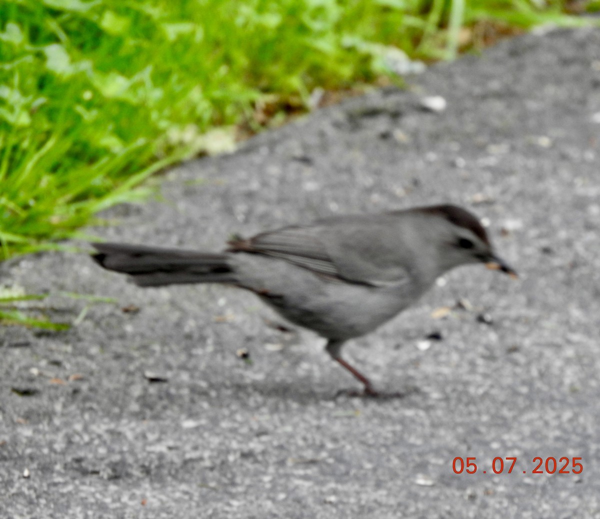 kattespottefugl - ML638542895