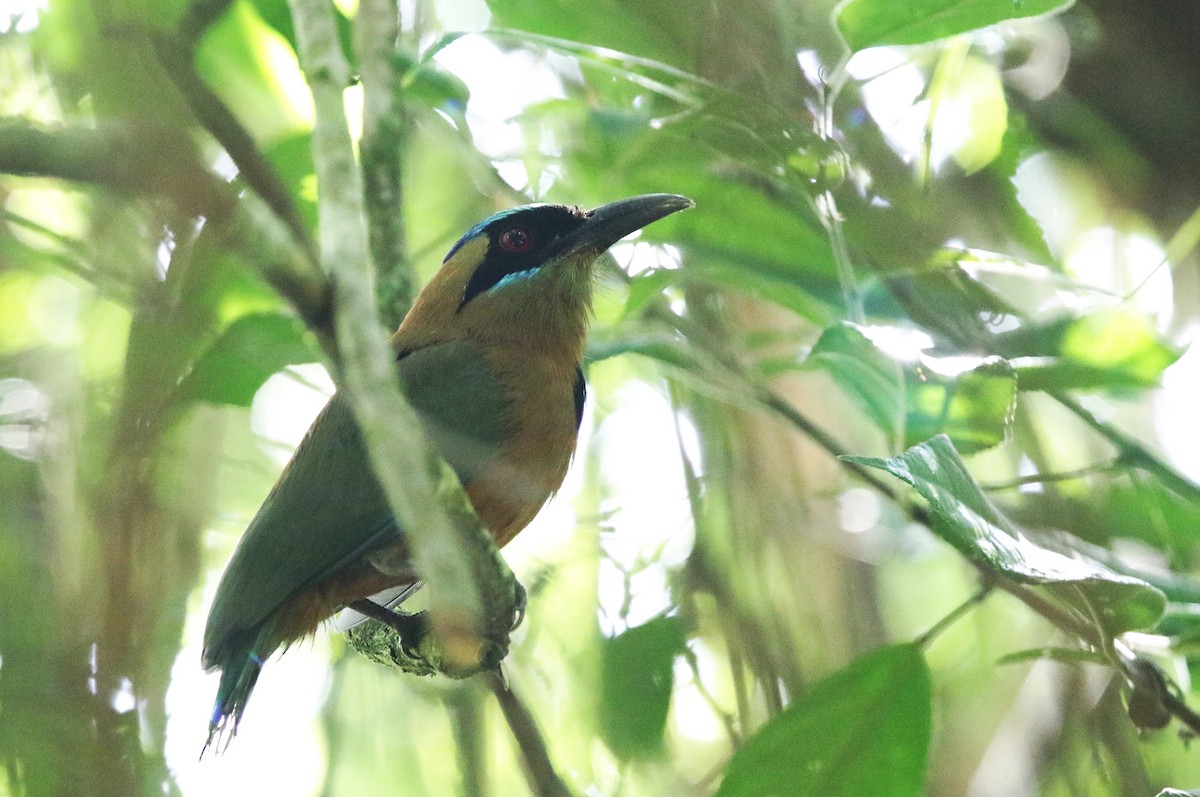 karamellmotmot - ML638542912