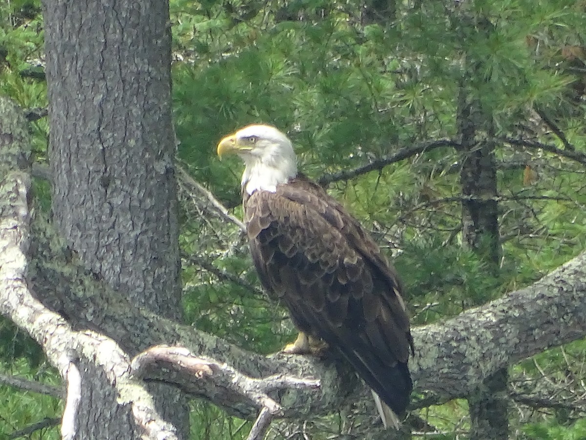 Bald Eagle - ML638542957