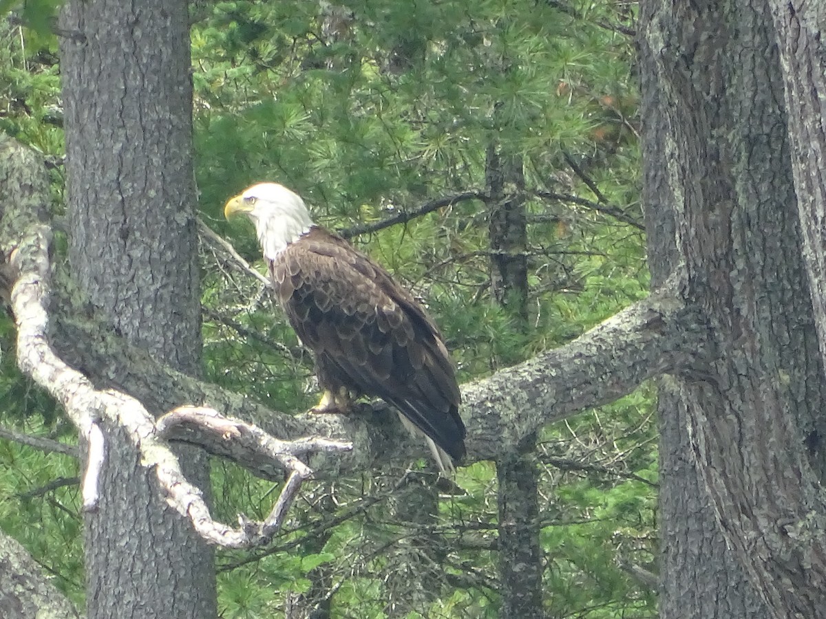 Bald Eagle - ML638542958