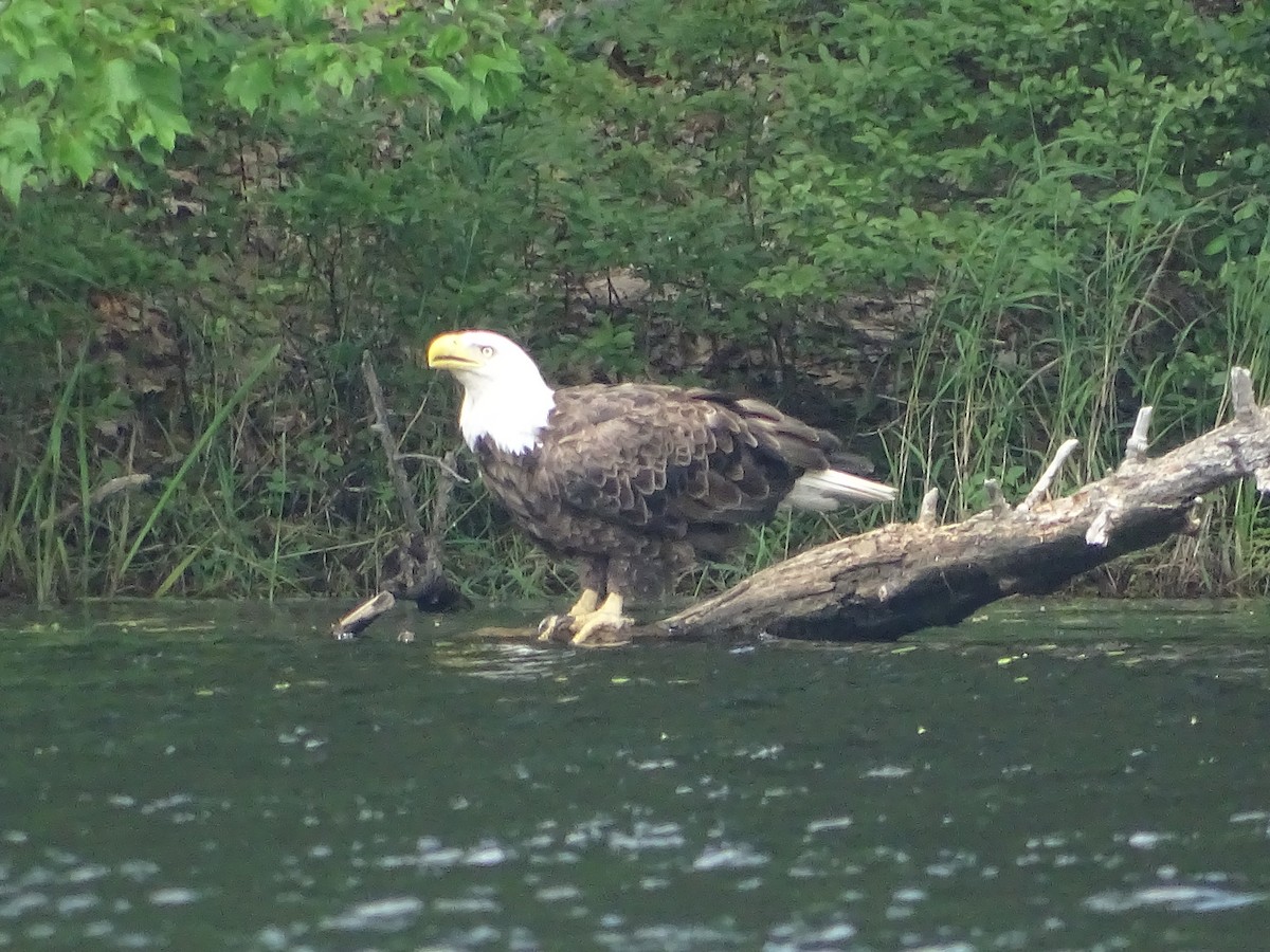 Bald Eagle - ML638542960