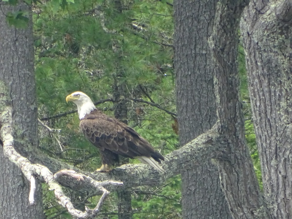 Bald Eagle - ML638542961