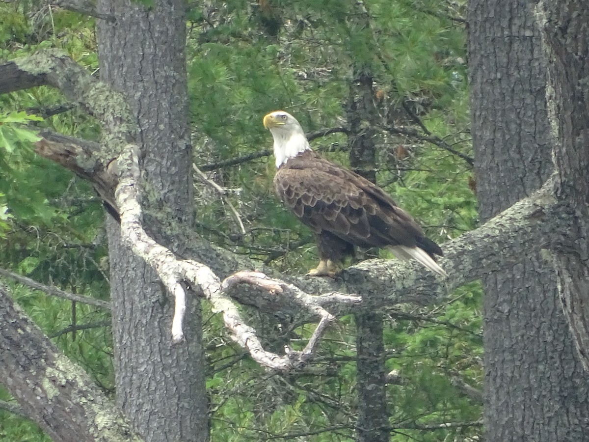 Bald Eagle - ML638542962