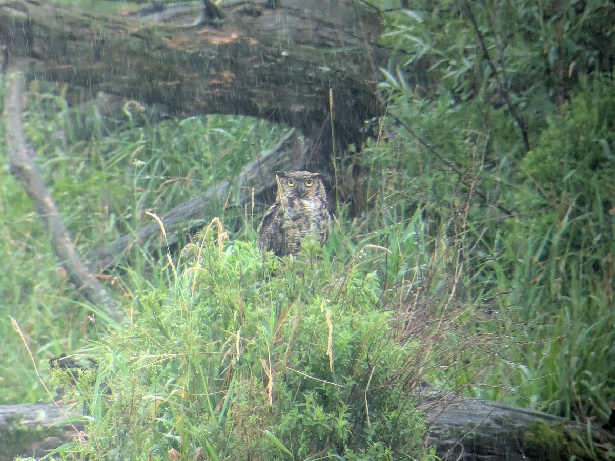 Great Horned Owl - ML638542964