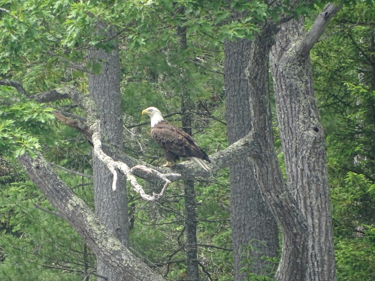 Bald Eagle - ML638542966