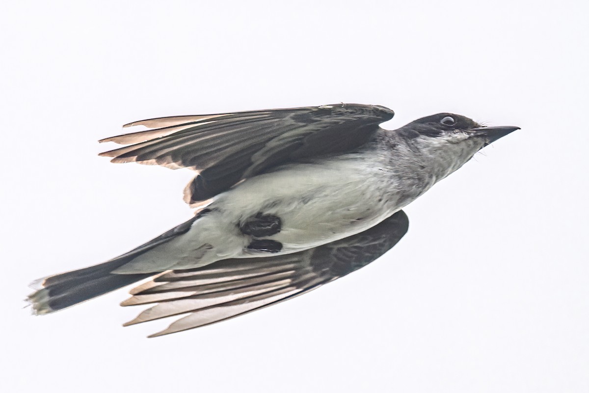 Eastern Kingbird - ML638542981