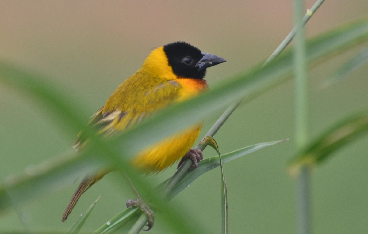 Black-headed Weaver - ML638542985