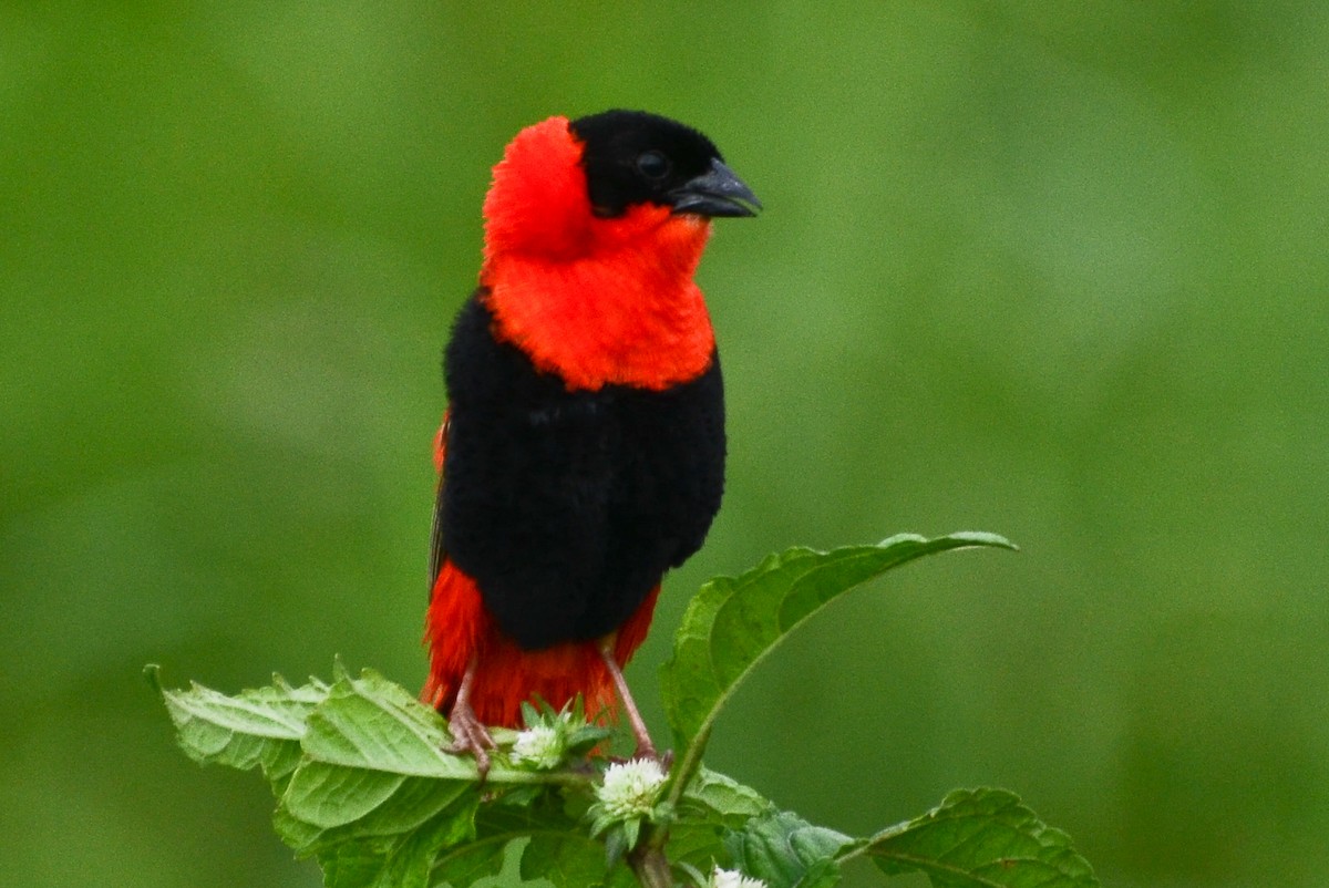 Northern Red Bishop - ML638542986