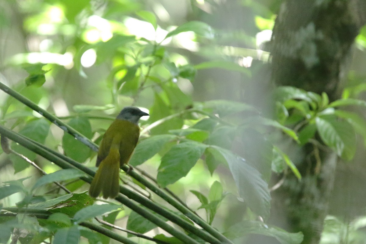 Gray-headed Tanager - ML638542993