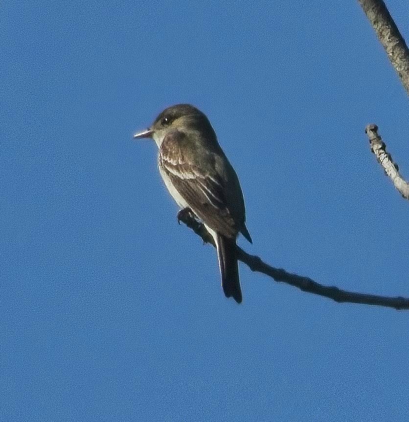 Eastern Wood-Pewee - ML638542994