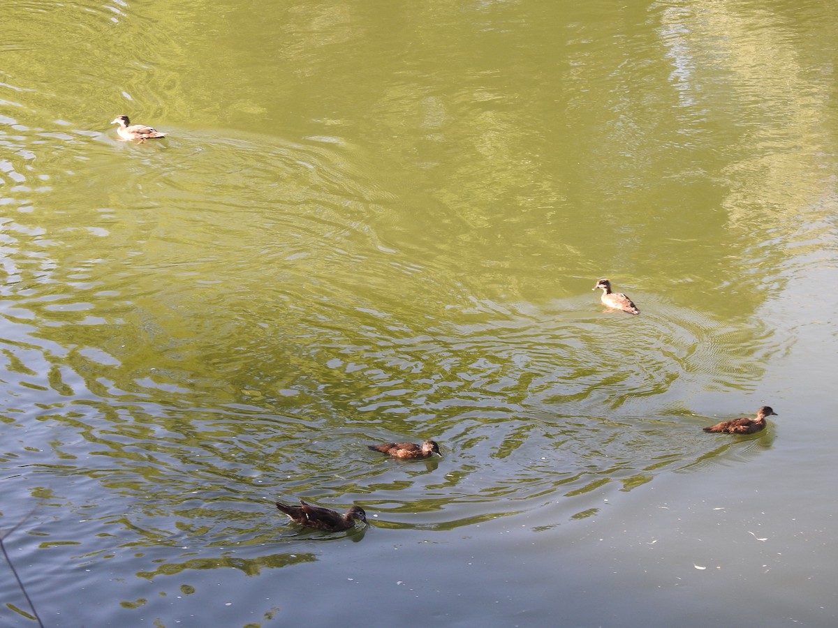 Wood Duck - ML638542995