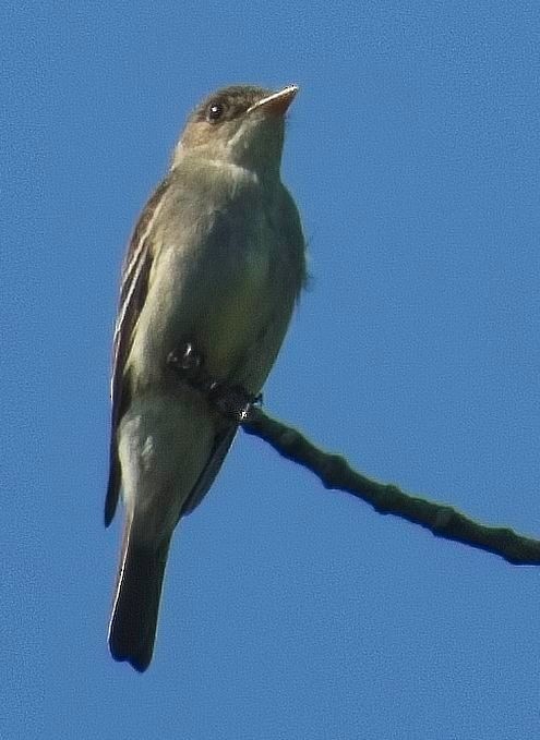 Eastern Wood-Pewee - ML638542996