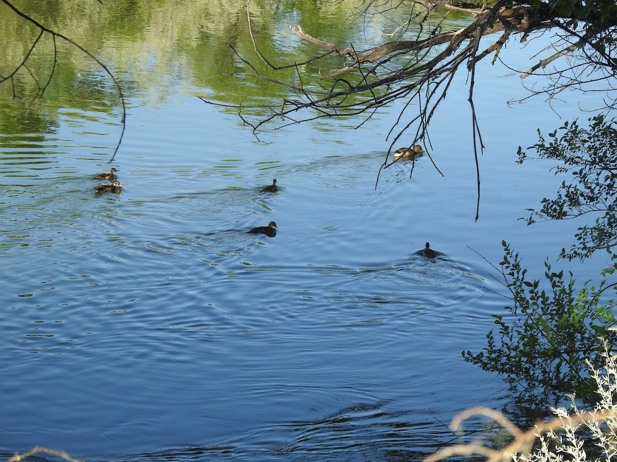 Wood Duck - ML638542997