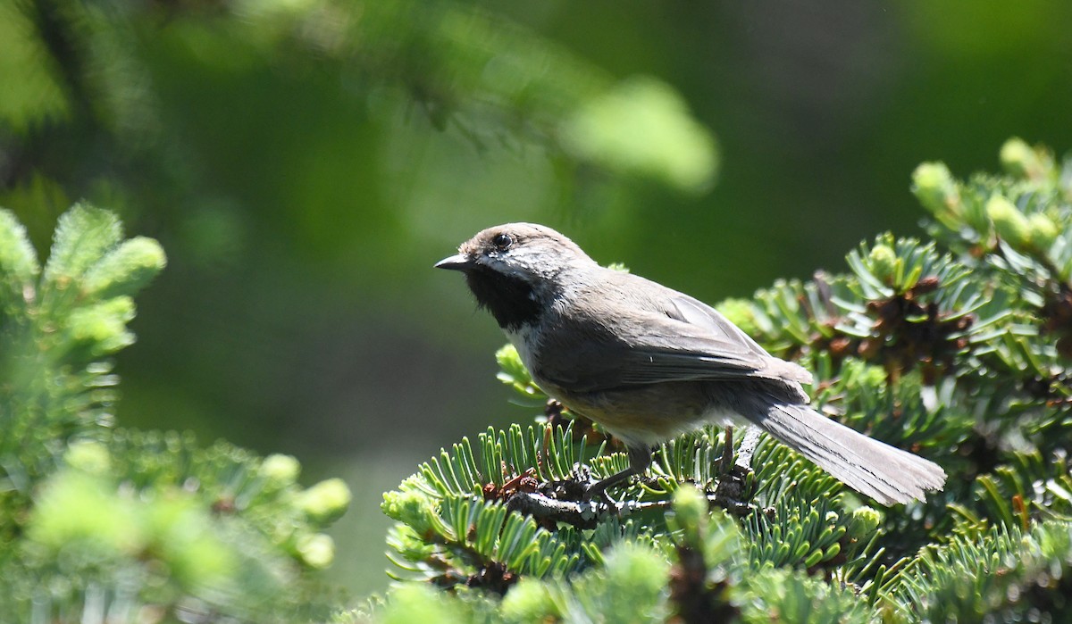 Boreal Chickadee - ML638543000