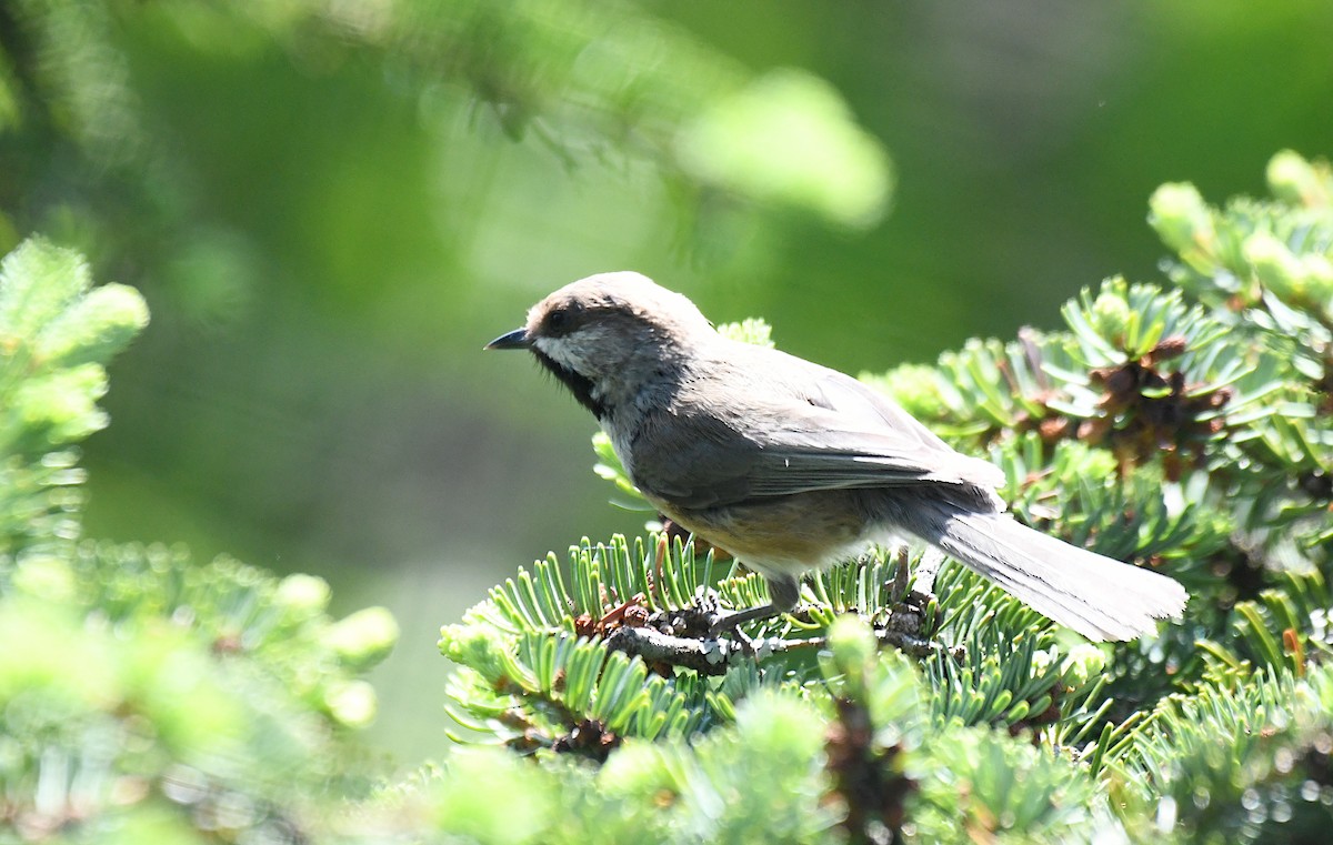 Boreal Chickadee - ML638543001
