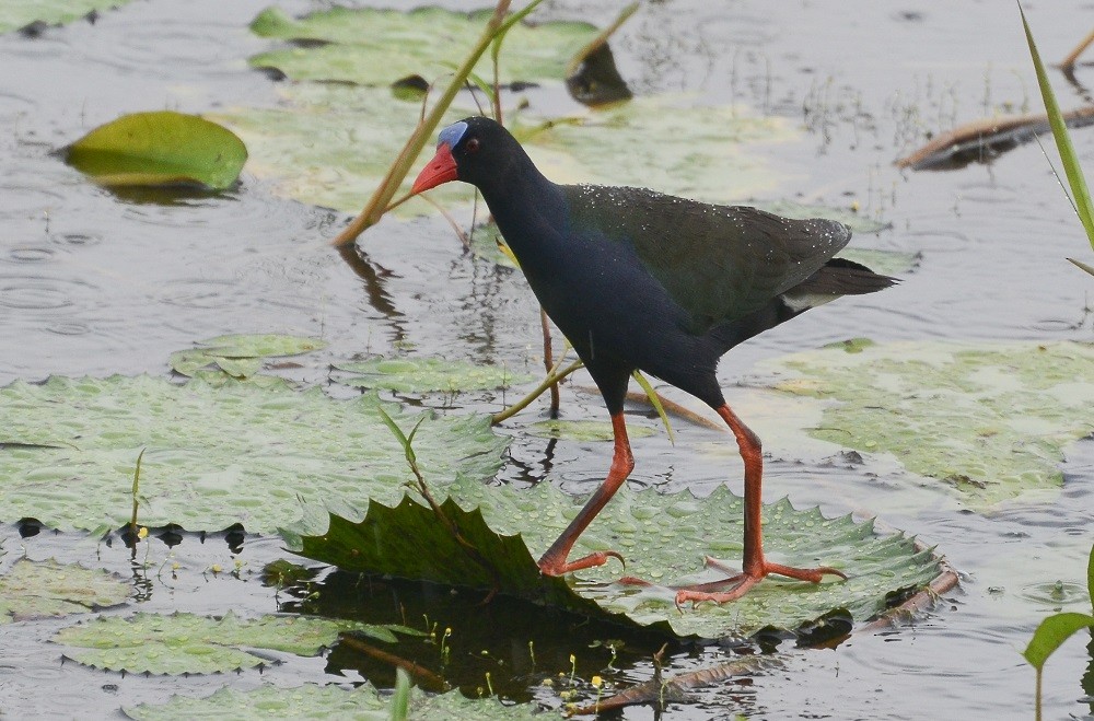 Allen's Gallinule - ML638543005