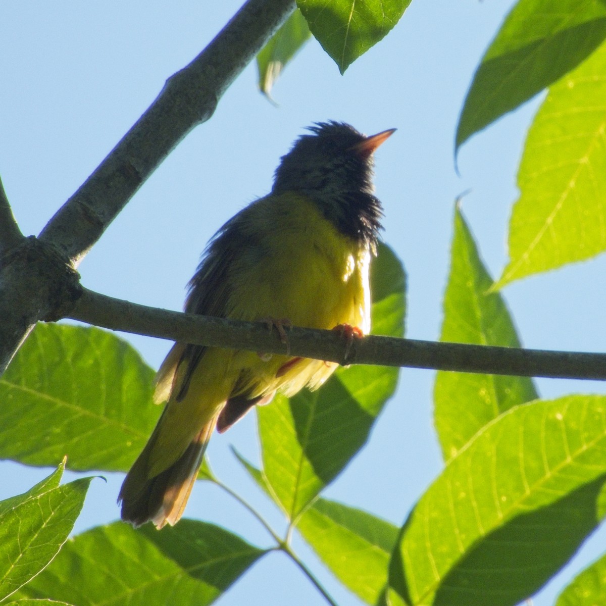 Mourning Warbler - ML638543008
