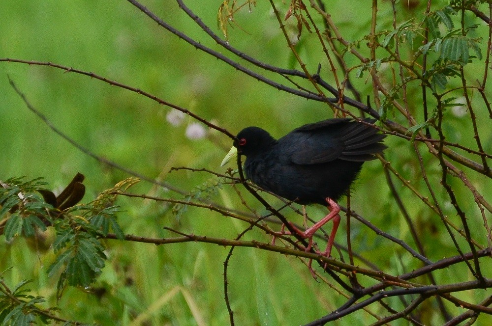 Black Crake - ML638543009