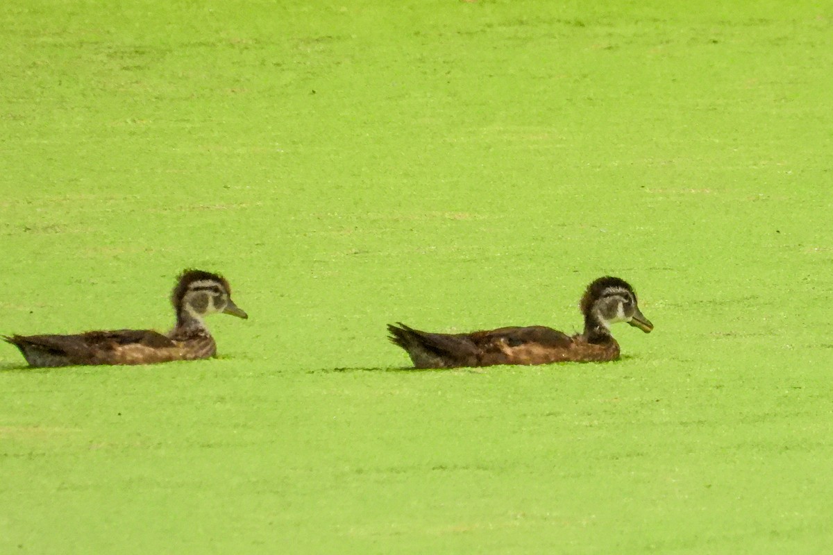 Wood Duck - ML638543015