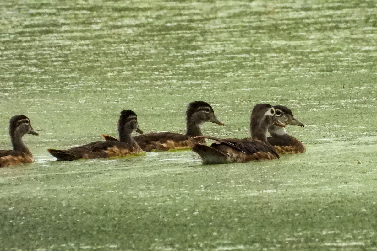 Wood Duck - ML638543016