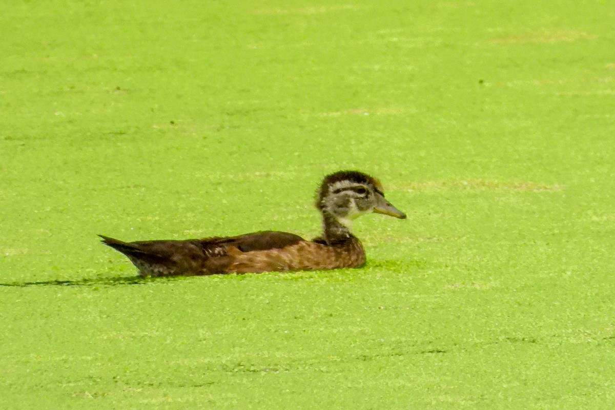 Wood Duck - ML638543017