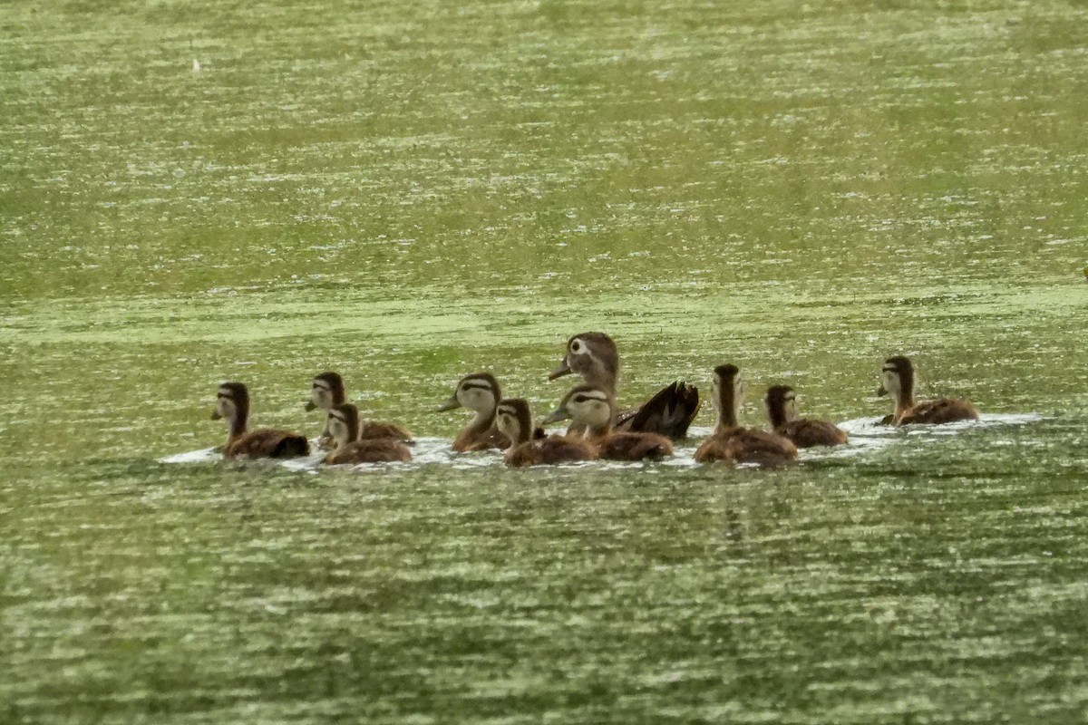 Wood Duck - ML638543019