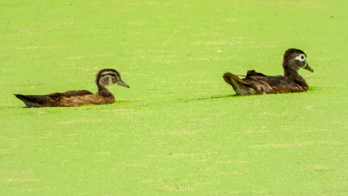 Wood Duck - ML638543020