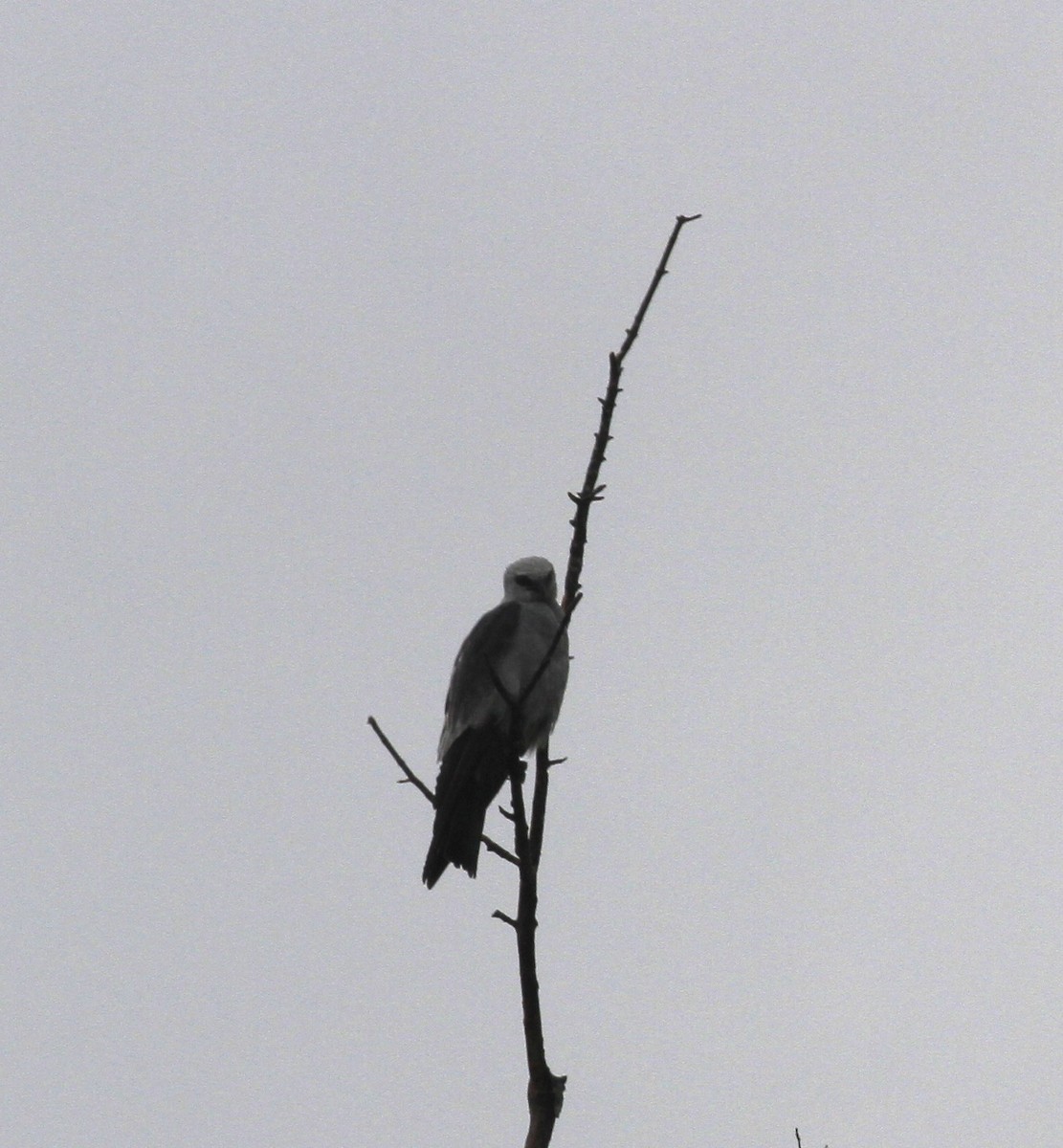 Mississippi Kite - ML638543021