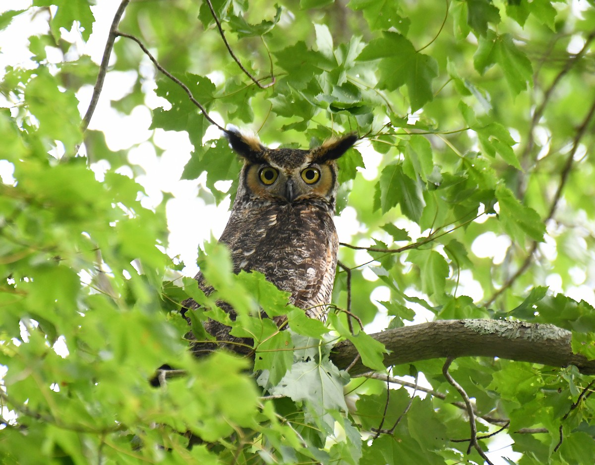 Great Horned Owl - ML638543026
