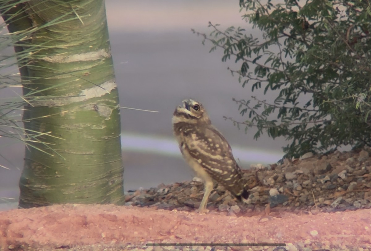 Burrowing Owl - ML638543028