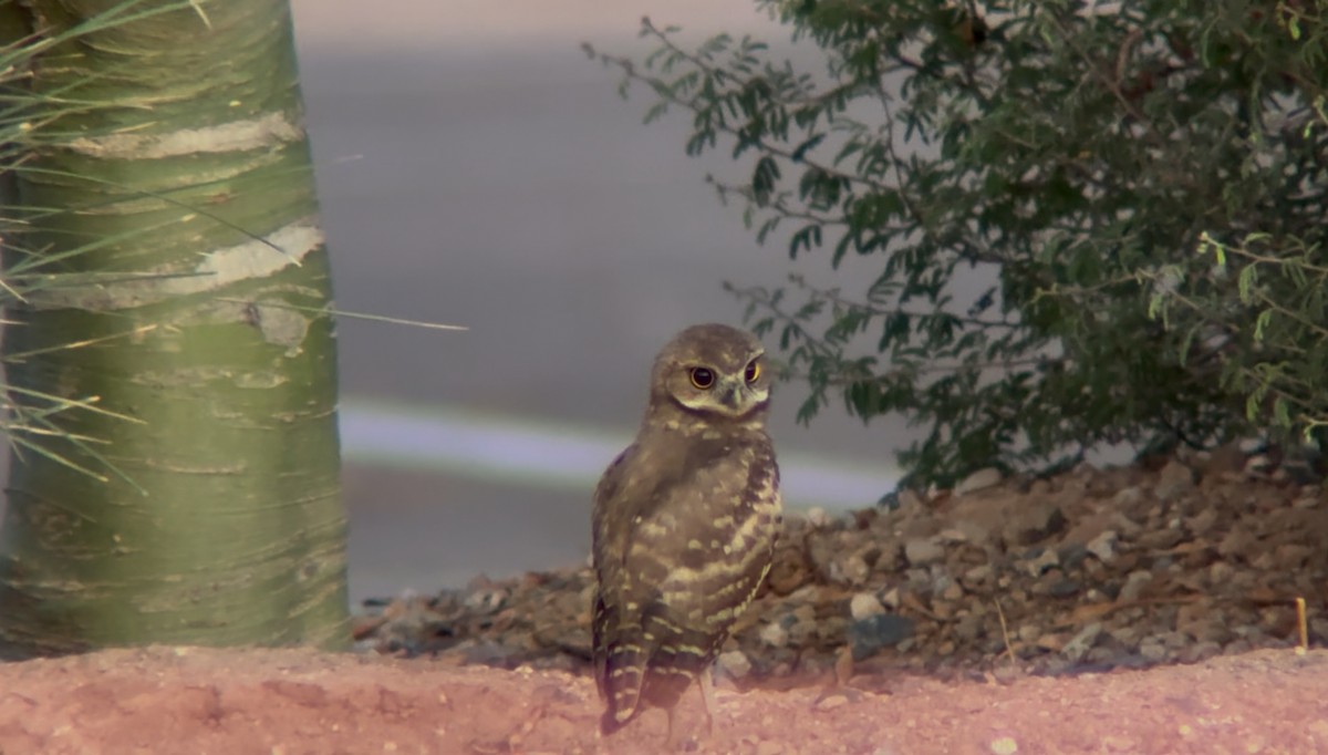 Burrowing Owl - ML638543029