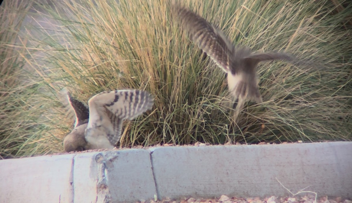 Burrowing Owl - ML638543030