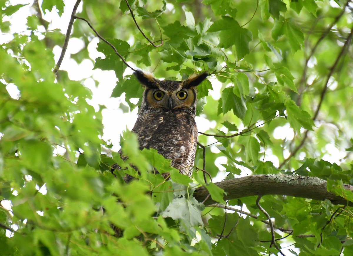 Great Horned Owl - ML638543031