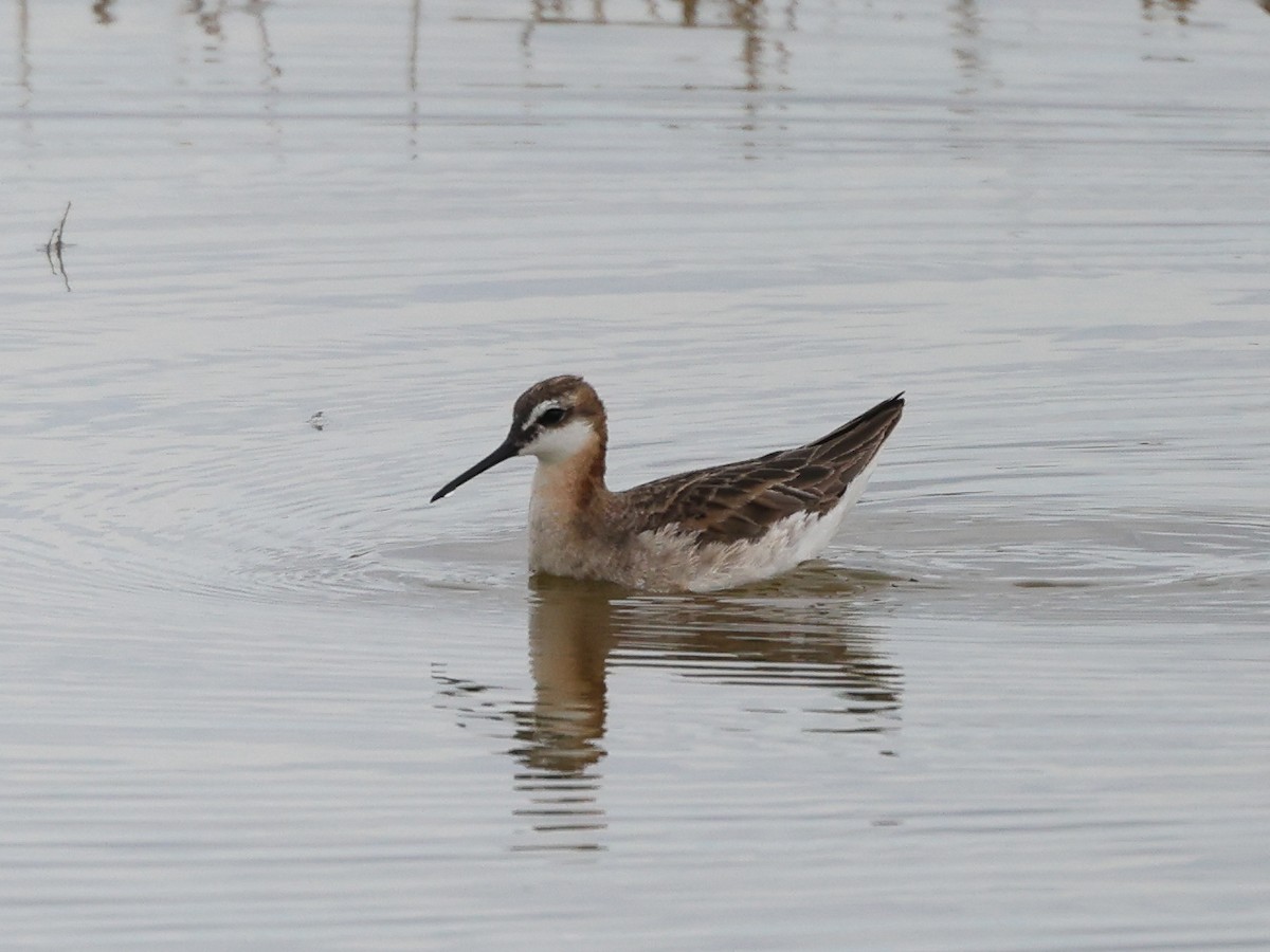 Wilson's Phalarope - ML638543064