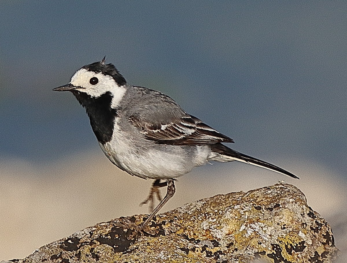Плиска біла (підвид alba/dukhunensis) - ML638543120
