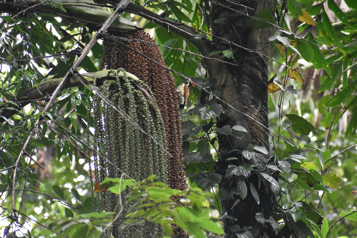 Black-rumped Flameback - ML638543122