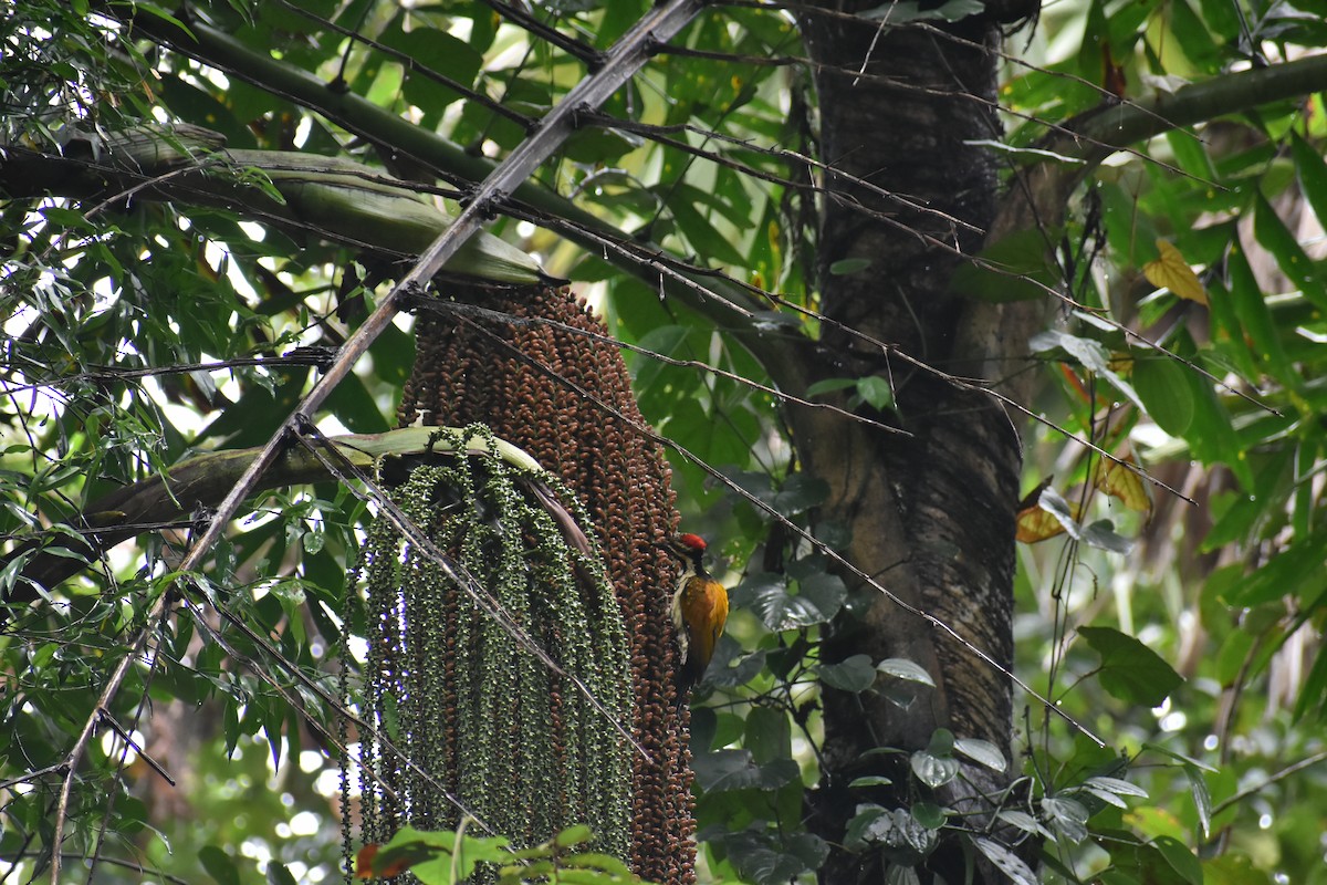 Black-rumped Flameback - ML638543123