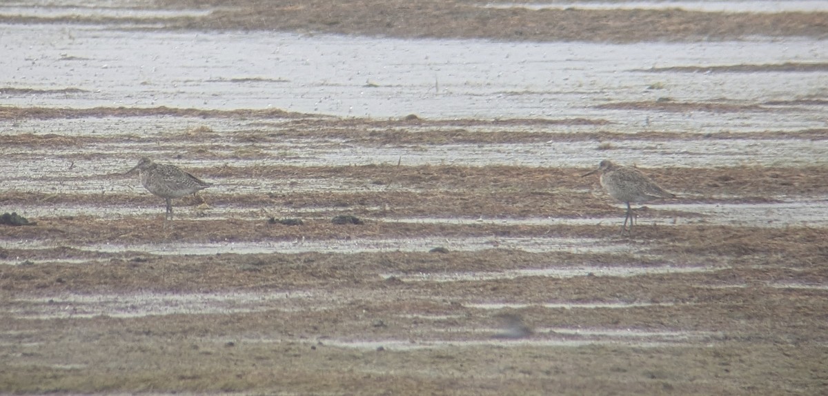 Willet - ML638543128