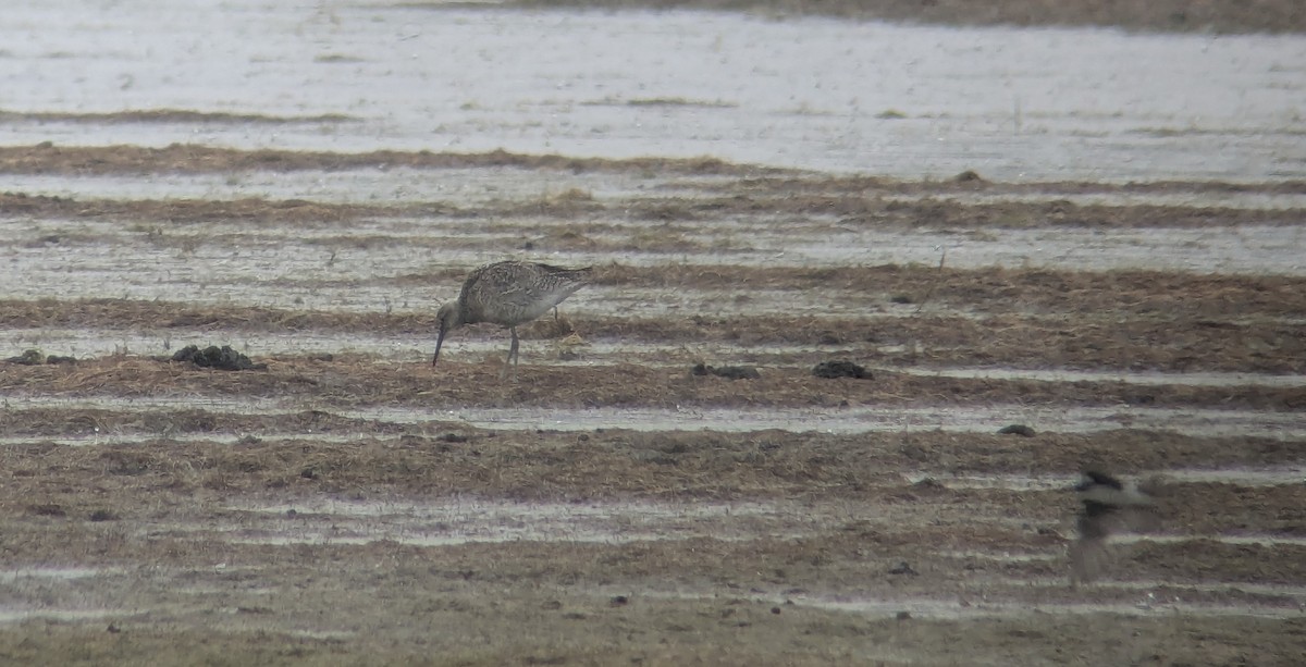 Willet - ML638543129