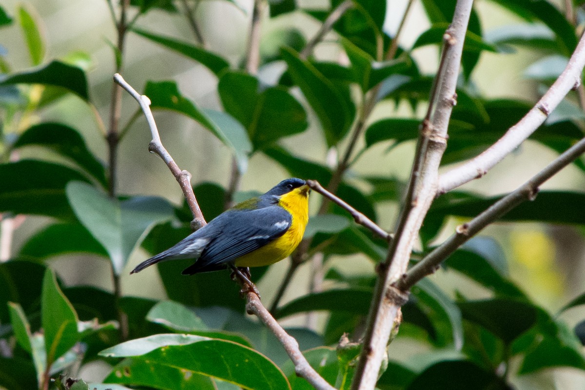 Tropical Parula - ML638543131