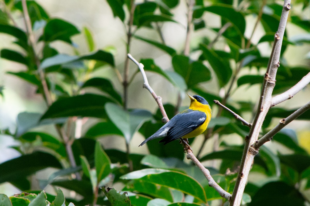 Tropical Parula - ML638543132