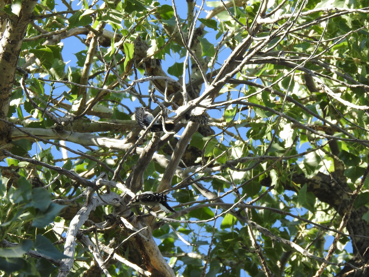 Downy Woodpecker - ML638543135