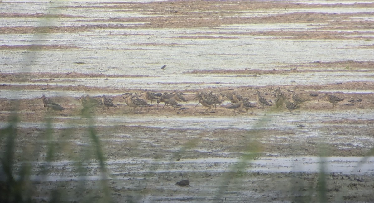 Short-billed Dowitcher - ML638543142