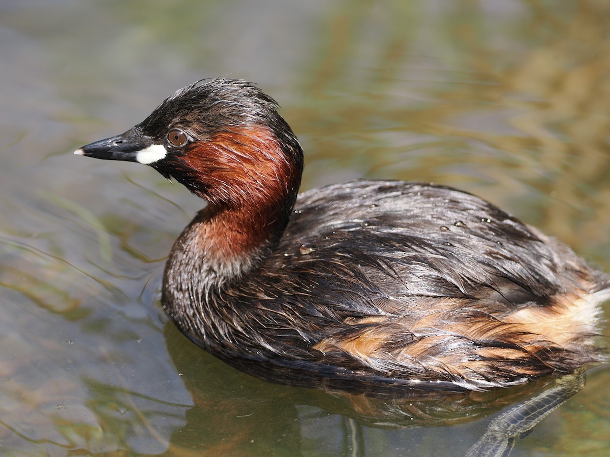 Little Grebe - ML638543145