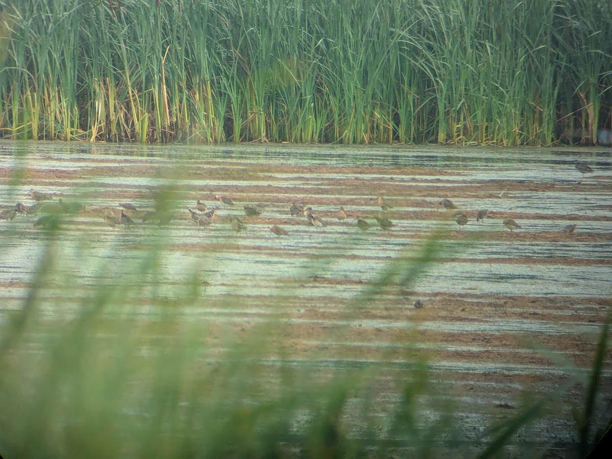 Short-billed Dowitcher - ML638543153