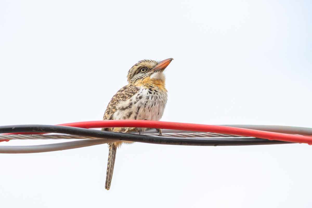 Buco Durmilí (maculatus) - ML638543168