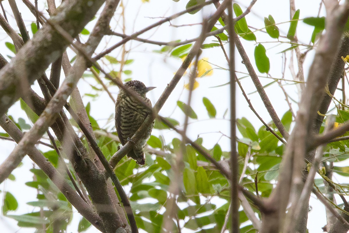 Lafresnaye's Piculet - ML638543174